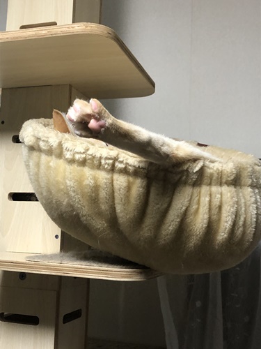 手