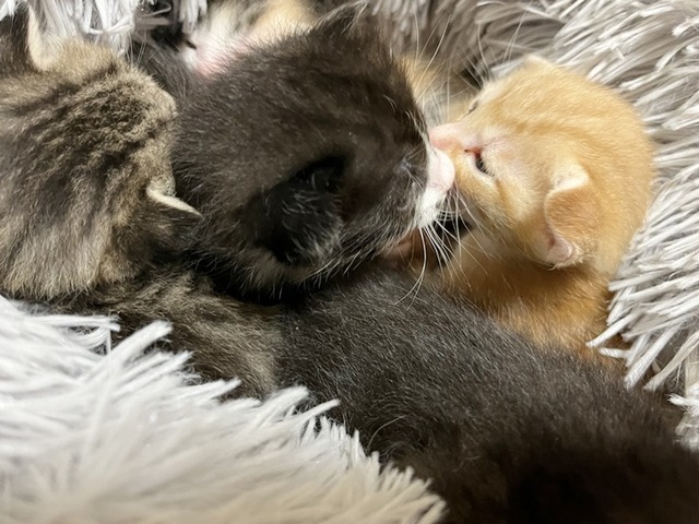 トラ