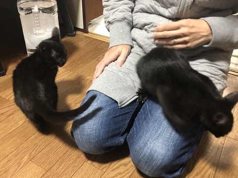 レーズンシャドウ