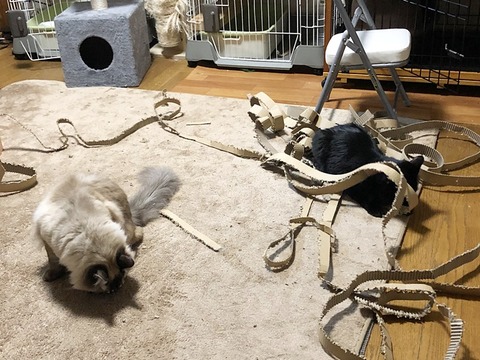 爪とぎ