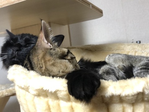 ミクと茶々丸