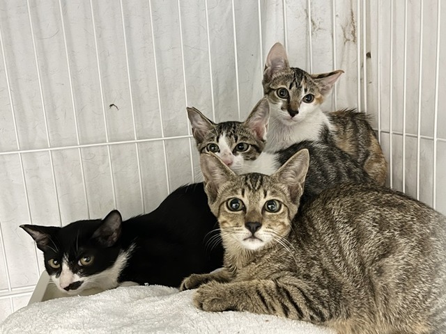 子猫