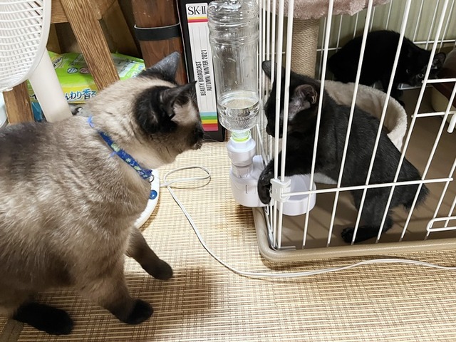 先住ちゃん