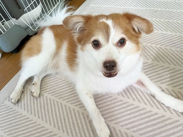 クゥ