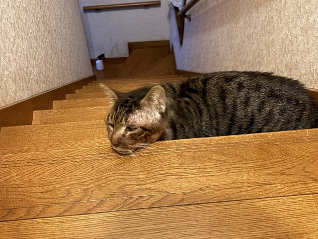 階段