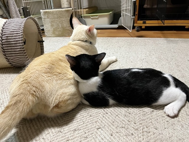 後ろ