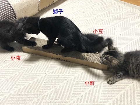 4兄弟