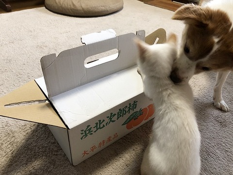 箱