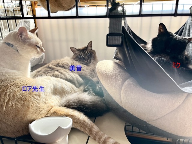 猫団子