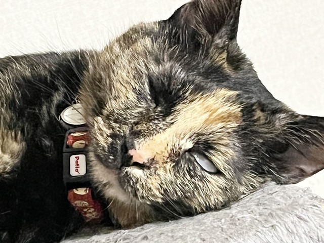 白目