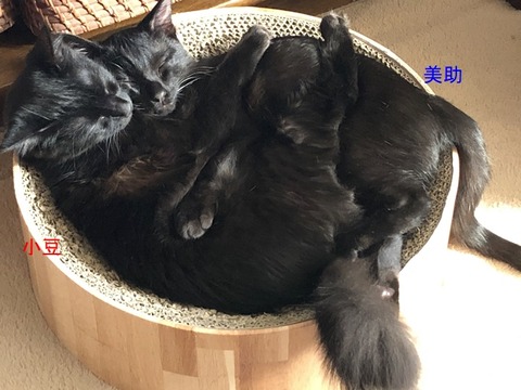 美助IMG_6079小豆と