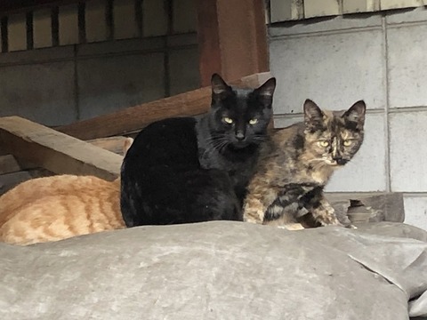 猫達