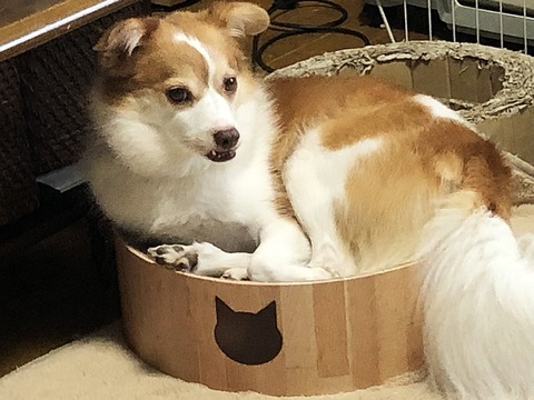 クゥ