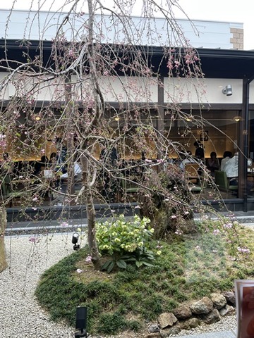 sakura