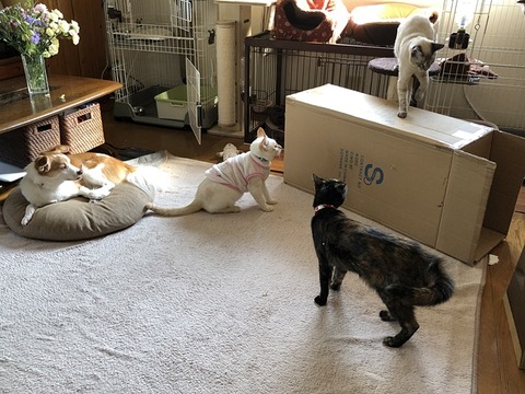 箱にむらがる