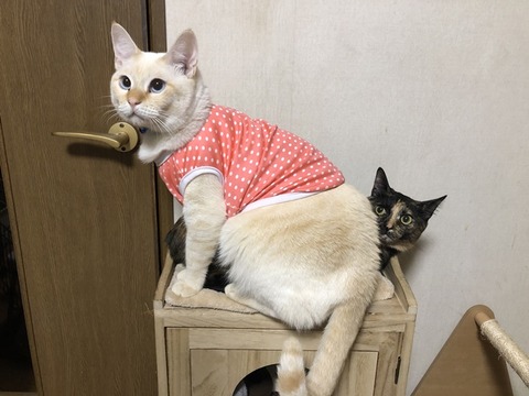 ロアとマロン