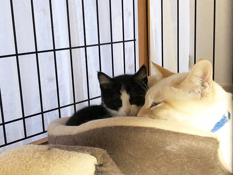仲良し