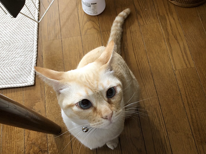 やっちまった日(;^_^A&肉じゃが : おかんの毎日と食事と猫 Powered by