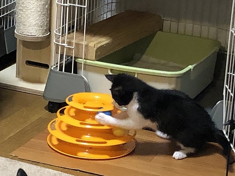 ゼット