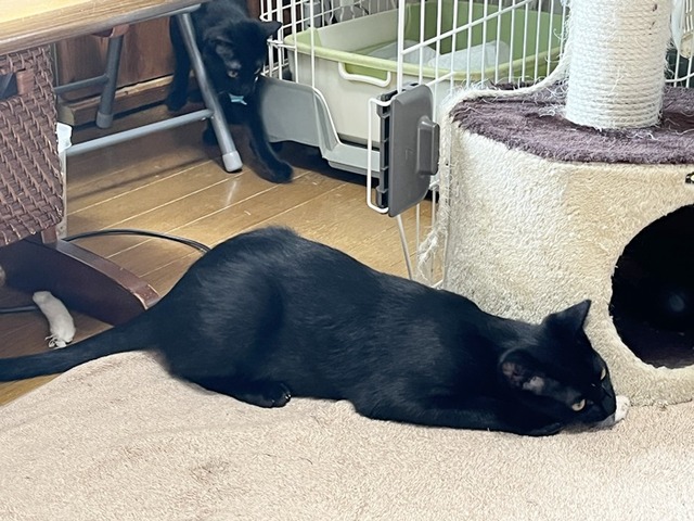 コクマロクロム