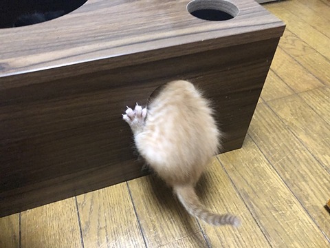 入れない