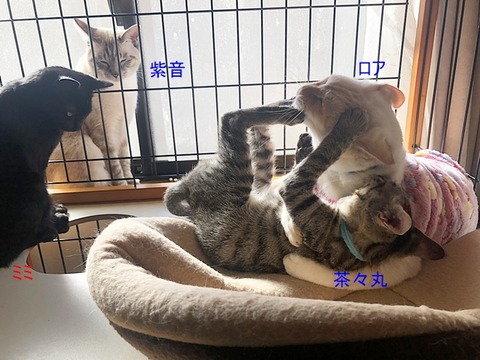 ニャンズ達