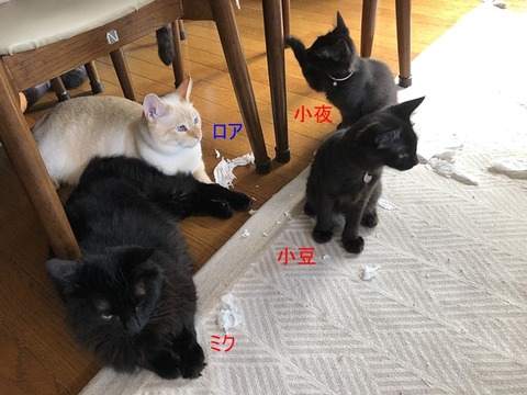 4人さん