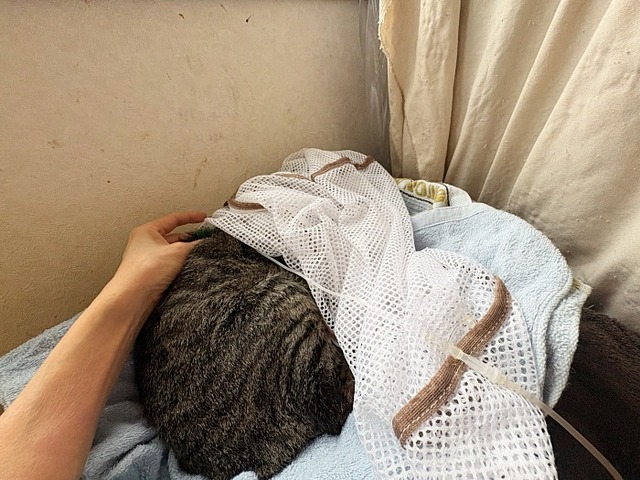 ショボ