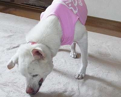 pageyuki_201405241557152bc.jpg