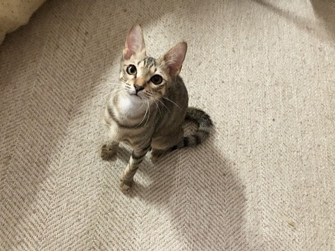 葉平