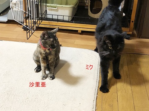 お二人