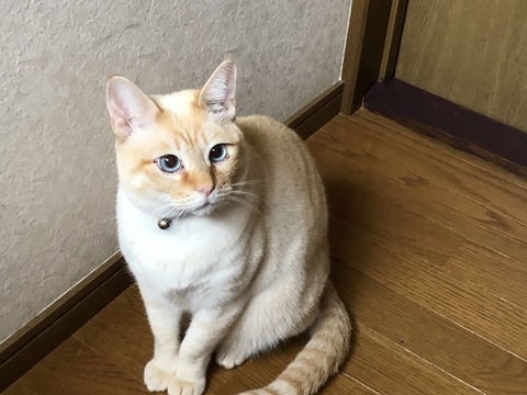 ロア