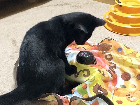 コクマロ