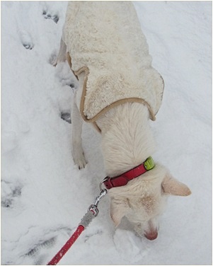 page雪を食べる