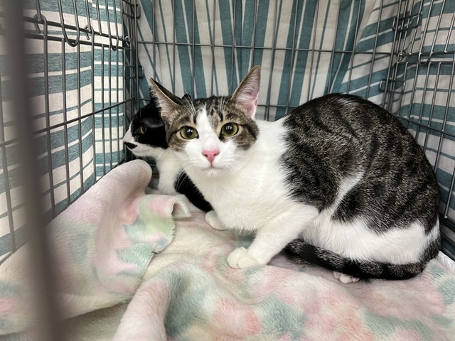 ユウガ、ショート