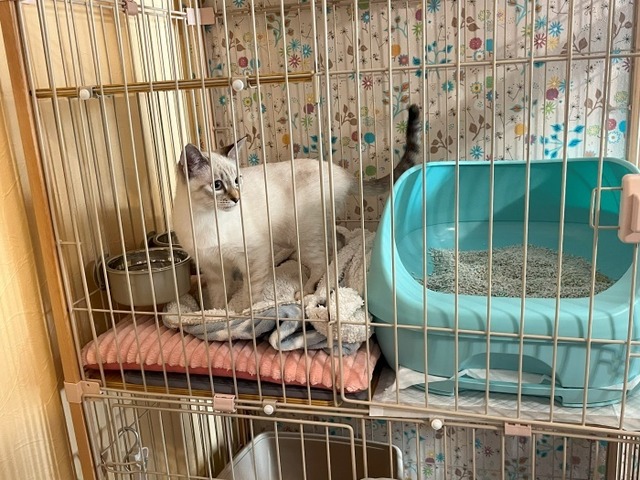 歌舞伎ちゃん