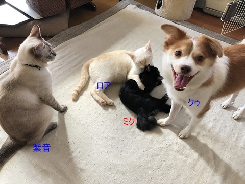 クゥたち