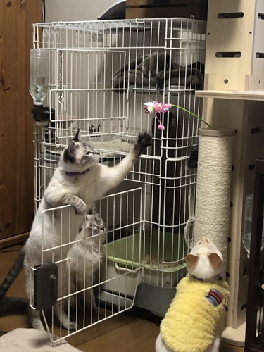 3人さん