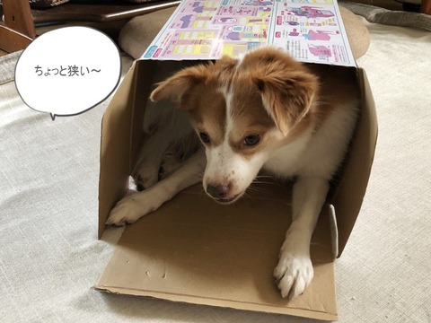 クゥ２