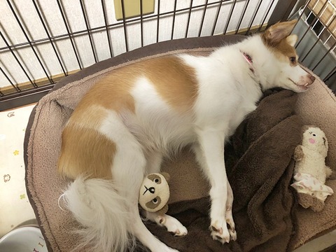 クゥ
