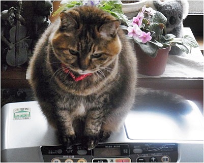 koma_20150122153854bbb.jpg