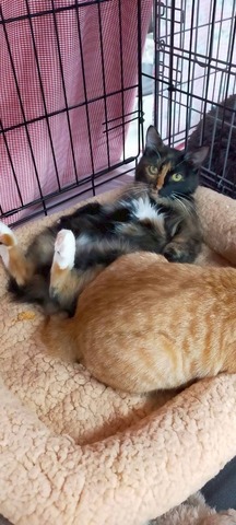 可愛い