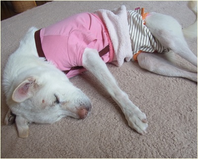 yuki_20140409144113210.jpg