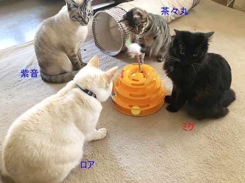 IMG_3095リビング