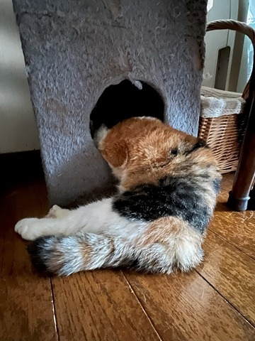 みふちゃん