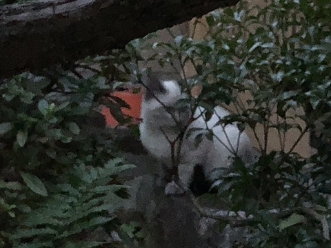 仔猫２