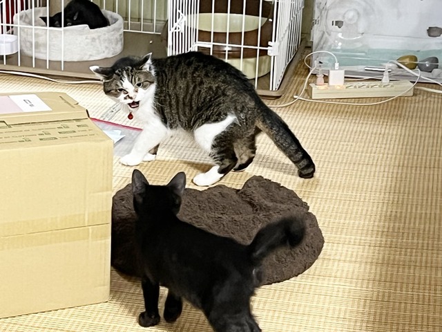 ネイト