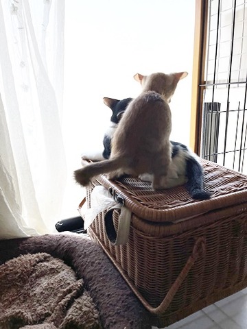 ゼウスとリア