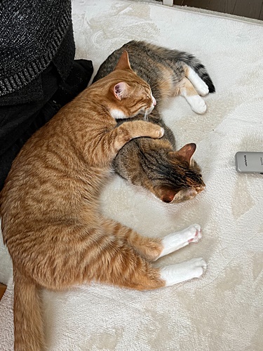 ふうた、はな