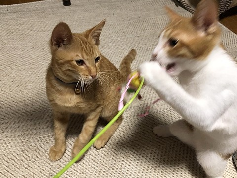 葉太、乙葉